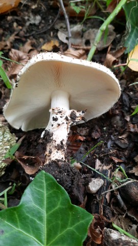 Echinoderma asperum