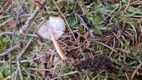 Strobilurus esculentus