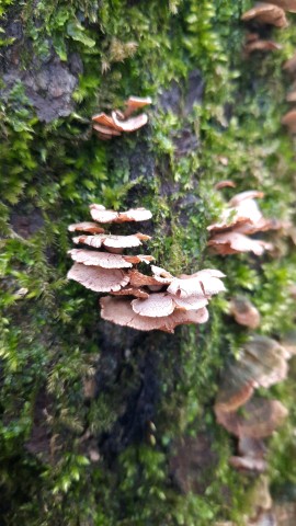 Panellus stipticus