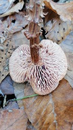 Laccaria proxima