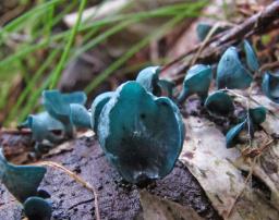 Chlorociboria aeruginascens
