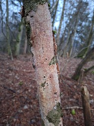Vuilleminia coryli