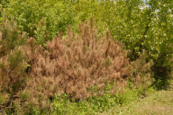 Dothistroma septosporum/pini