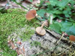 Simocybe sumptuosa