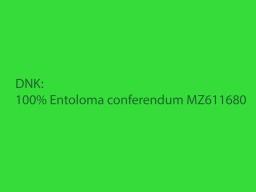Entoloma conferendum var. conferendum
