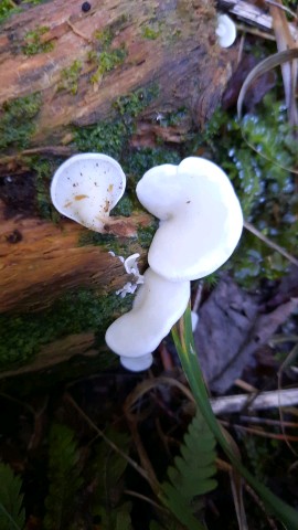 Pleurocybella porrigens