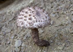 Strobilomyces strobilaceus