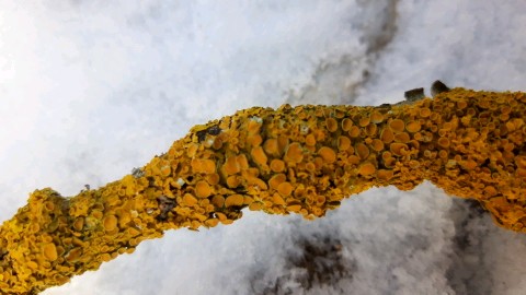 Xanthoria parietina