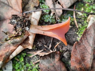 Guepinia helvelloides