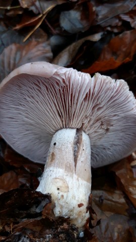 Lepista glaucocana