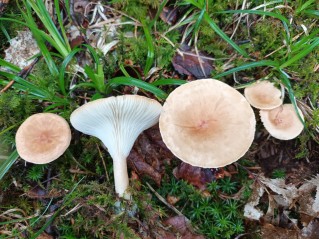 Infundibulicybe gibba