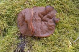 Discina ancilis
