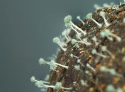 Penicillium ulaiense