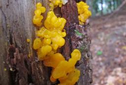 Dacrymyces chrysospermus