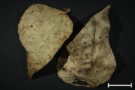 Uromyces appendiculatus