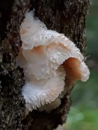 Phlebia tremellosa