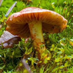 Cortinarius bolaris