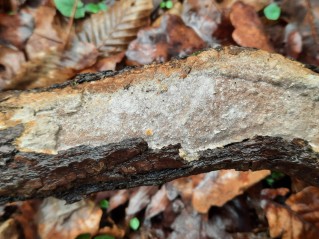 Vuilleminia comedens