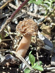 Verpa bohemica
