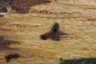 Geosmithia morbida
