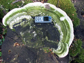 Trametes hirsuta