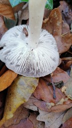 Tricholoma terreum