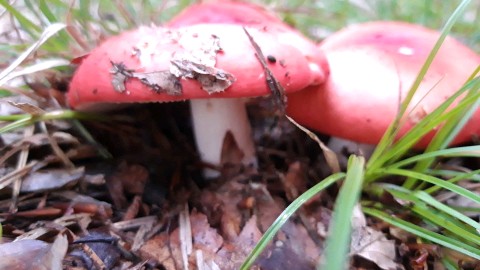 Russula rosea