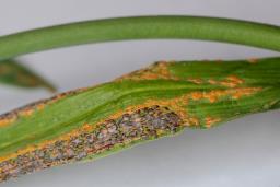Uromyces ambiguus