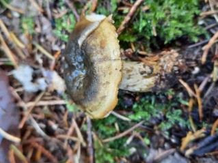 Lactarius necator