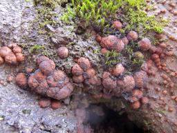 Hypoxylon fragiforme