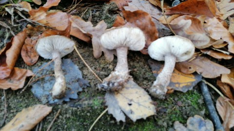 Tricholoma terreum
