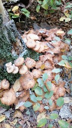 Armillaria ostoyae
