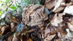 Maublancomyces ticinianus