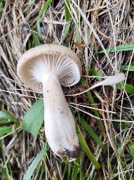 Hygrophorus agathosmus