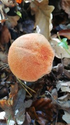 Leccinum quercinum
