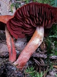 Cortinarius cinnabarinus