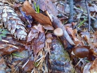 Strobilurus esculentus