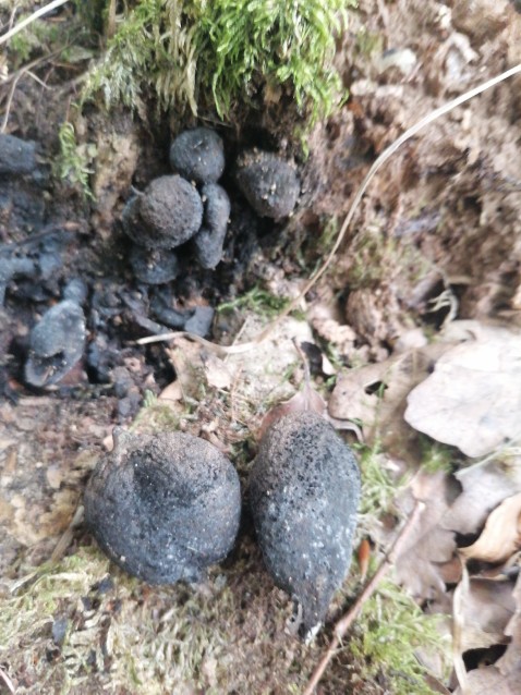 Xylaria polymorpha
