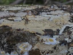 Hyphodontia pallidula