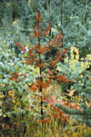 Heterobasidion annosum