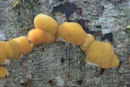 Xanthoporia radiata