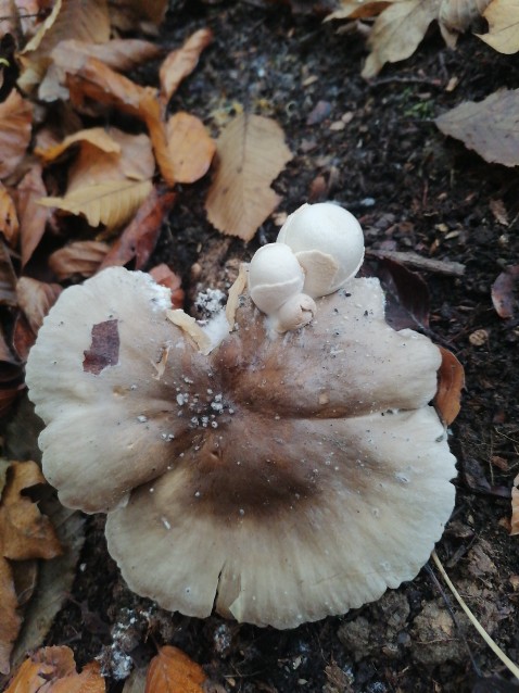 Volvariella surrecta
