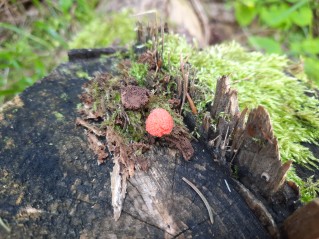 Tubifera ferruginosa