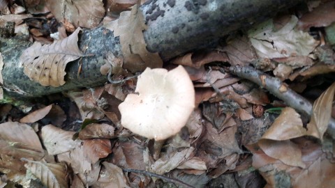 Infundibulicybe gibba
