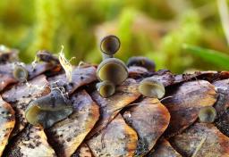 Rutstroemia bulgarioides