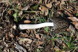 Coprinopsis picacea