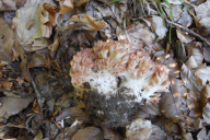 Ramaria botrytis