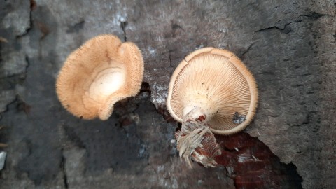 Panus neostrigosus