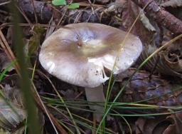 Russula postiana