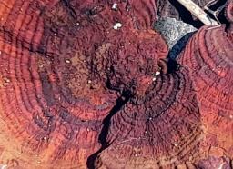 Daedaleopsis tricolor